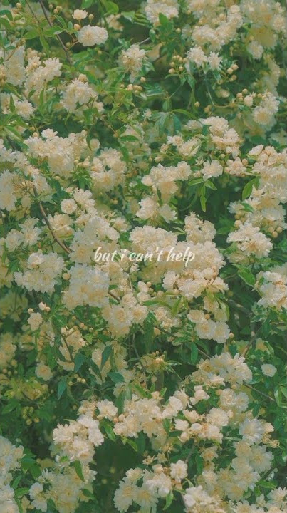 Can't help falling in love lyrics || Haley Reinhart