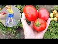 Nur 1 Tasse davon und deine Tomaten explodieren förmlich vor Wachstum