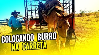 OS BURROS MAIS CHIQUE DO MUNDO SO ANDA DE CARRETA