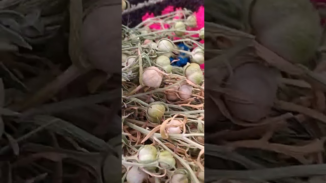 عشبة الحـرمـل  ومنافعه الصحية