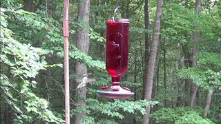 Humming Birds in the back yard