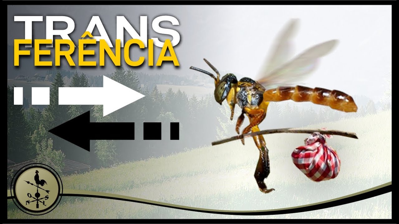 Transferência de abelha jatai -  há mais de um ano na isca.