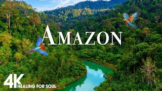 Amazon 4K - The World’s Largest Tropical Rainforest | Jungle Sounds | Scenic Relaxation Film