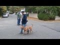 A Little Dog Training in Woodmere, NY A Little Dog Training in Woodmere, NY