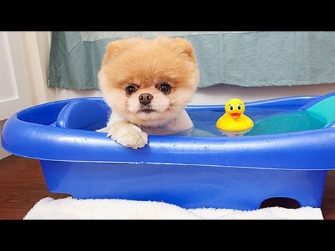 Boo - The World&#039;s Cutest Dog Video Compilation | Pomeranian Puppies cute pet