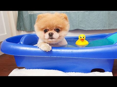 Video: „Boo“: „The World Cutest Dog“