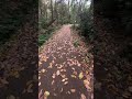 Calm and peaceful ♥️ #nature #viral #shorts #forest #water #viralvideo