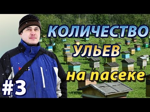 Сколько ульев на пасеке нужно иметь начинающему пчеловоду. Любительская и коммерческая пасеки.