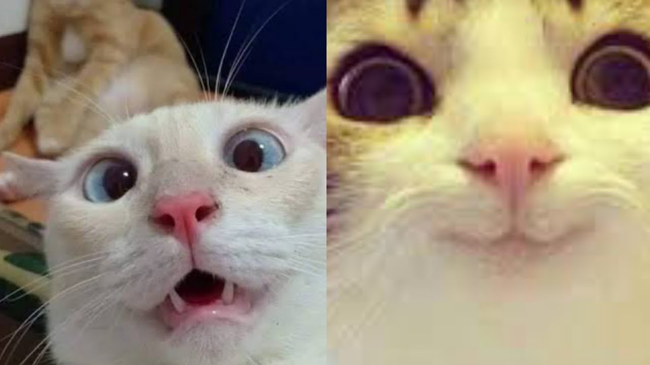 Cat slap there owner in the face!//funny compilation!2022 - YouTube