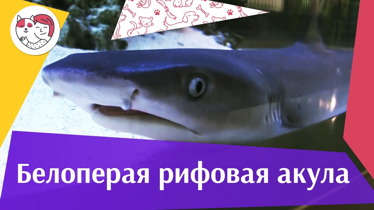 питомцы кукол лол Белоперая рифовая акула АкваЛого на ilikePet