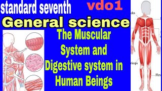 standard 7| General Science |chapter 12 |The Muscular System and Digestive system in Human Beings