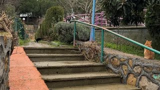 ASMR trial with My Cats (Nature &amp; Ambient Sounds) 