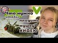 Разведение крупной дрозофилы хидеи. Проблемы?