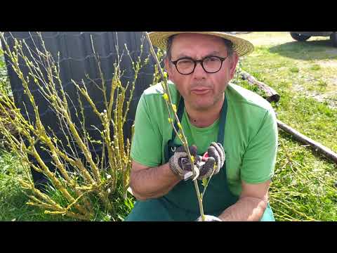 Vidéo: Taille de la rose de Sharon - Comment et quand tailler la rose de Sharon