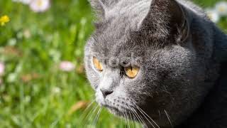 🐾🇬🇧 Charming Chubs: The British Shorthair Guide 🇬🇧🐾 by Cats OVERLOAD 15 views 4 hours ago 2 minutes, 37 seconds