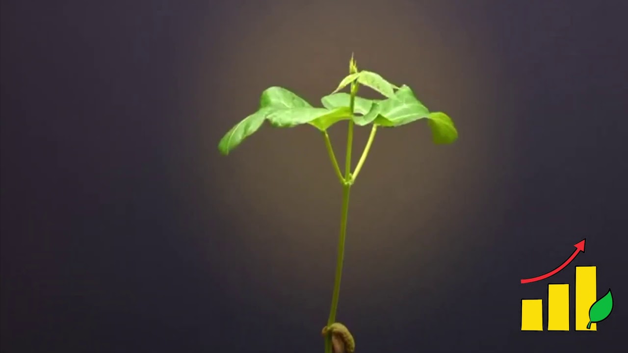 Mustard Growth Time Lapse YouTube