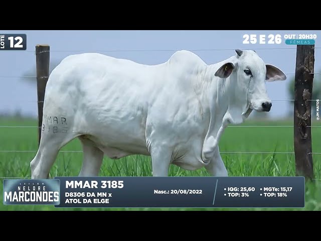 LOTE 12   MMAR 3185