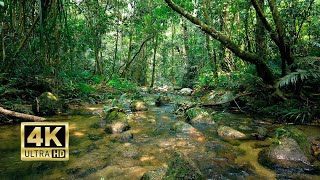 Reduce Stress With Babbling Brook Sounds  This Nature Sound really Heals my soul  4K ASMR 10 Hours
