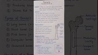 🦴 Human Bone System – Handwritten NotesSimple • Easy • Exam Friendly#Bone #MedicalEducation#Nursing