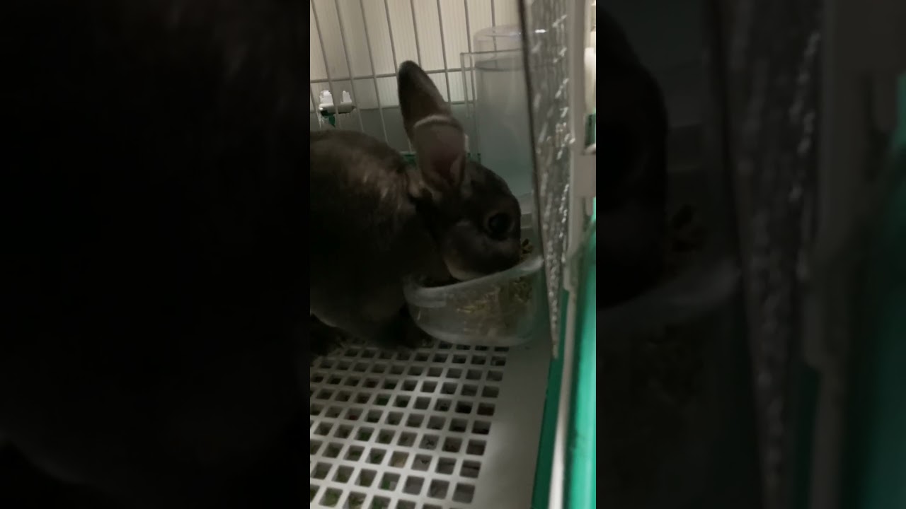 Netherland Dwarf rabbitのまるちゃん