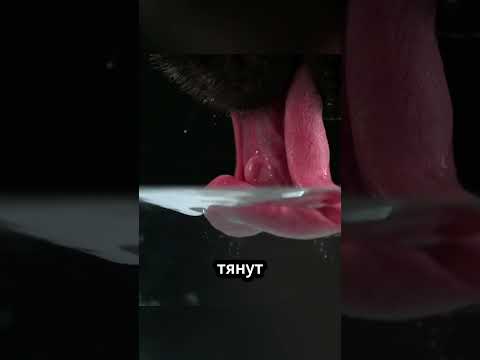 Как собаки пьют воду 🐶