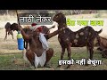 बकरी को बेच दिया तो पौध खत्म हो जाएगी | kisan ki bakri | goat farming | pkraj vlogs