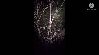 Monsters In The Night By:  Eciller