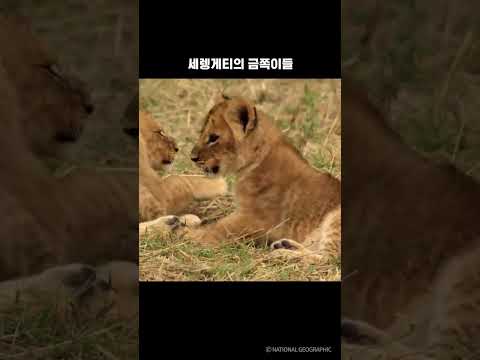 세렝게티의 금쪽이들