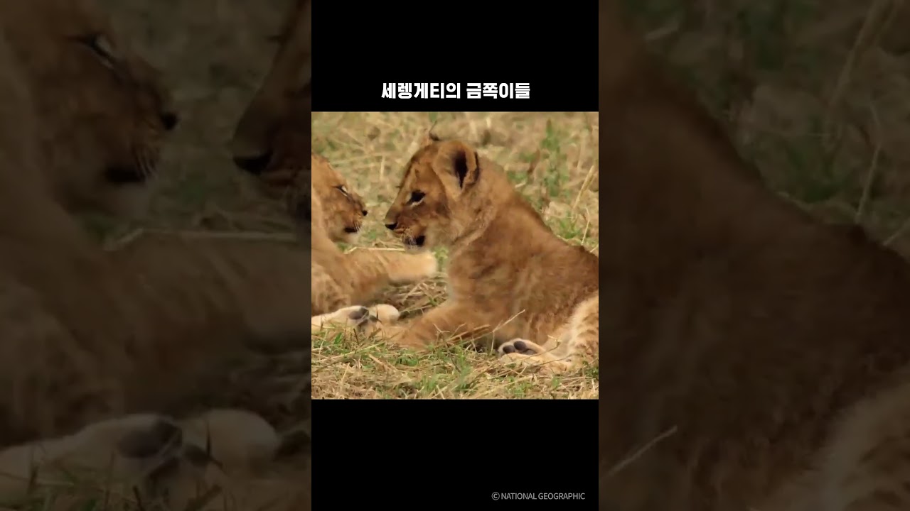 ⁣세렝게티의 금쪽이들