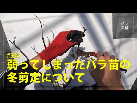 345 Winter pruning of weakened rose seedlings - YouTube