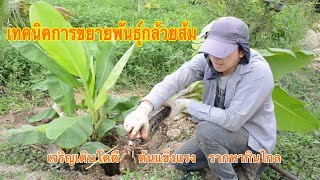 เทคนิคการขยายพันธุ์กล้วยส้ม ให้เจริญเติบโตเร็ว ต้นแข็งแรง รากหากินไกล | G Enter