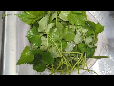 Cooking Sweet Potato leaves -More healthy than spinach - harvest, cook, propagate, plus taste test