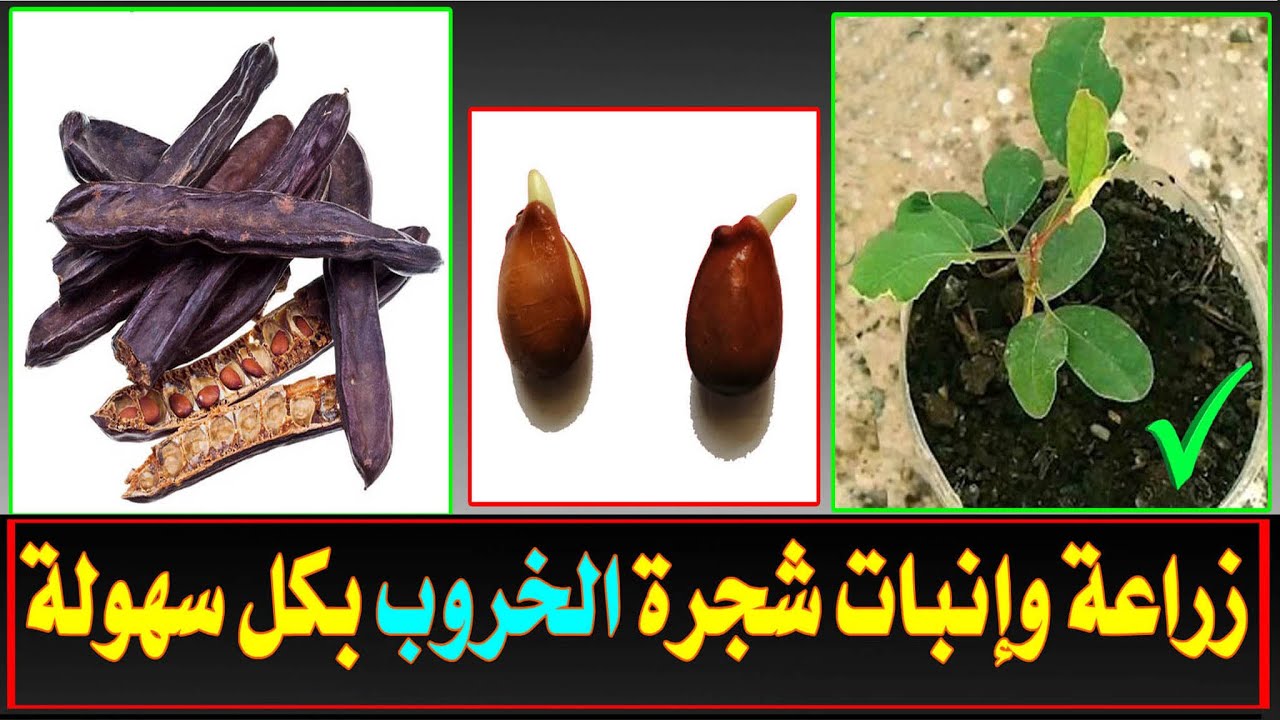 زراعة بذور الخروب المنبته .. Cultivation of sprouted carob seeds