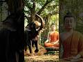 Buddha’s calmness changed everything #buddha #love #motivation #compassion #불교 #仏教 #innerhappiness