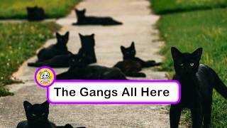 The Secret Council of Cats Caught Plotting Something Suspicious