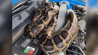 Florida wildlife officials captured a 10-foot-long python that had snaked its way into a Ford Must