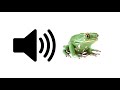 Frog croaking  sound effect  prosounds