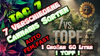 Cannabis Experiment 7Pflanzen VS 1TOPF! Neuer Grower Format. #marshydro #420flow #ganjafarmer