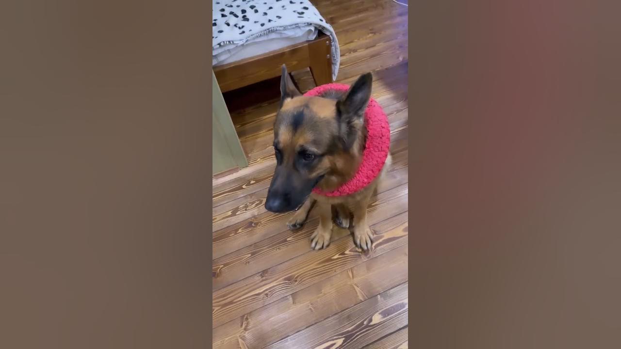 Симулянт 😂 - YouTube