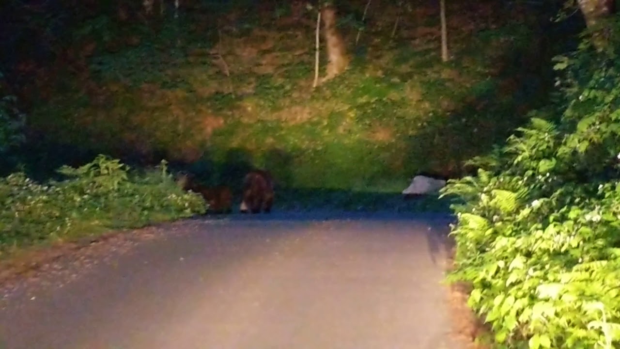 Mother Bear and her two cubs - YouTube