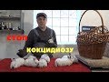 Вздутие у крольчат, профилактика кокцидиоза