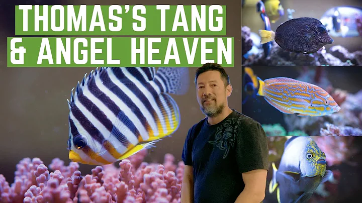 Thomas's Tang & Angel Heaven