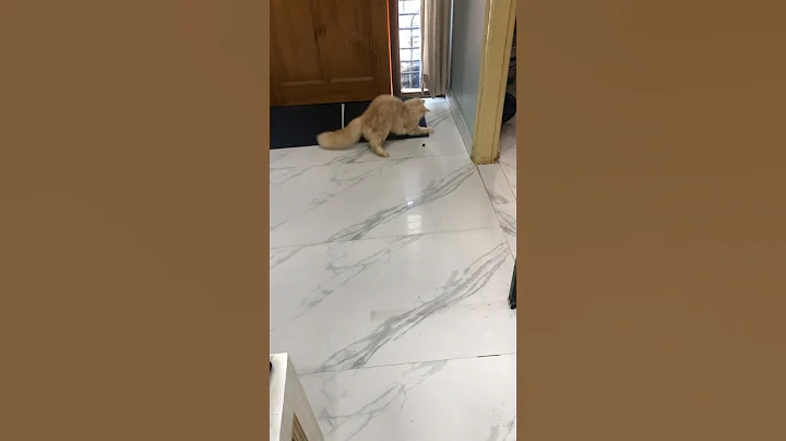 Watch the video about Playing turkish angora cat 🐈 #shorts #mognme