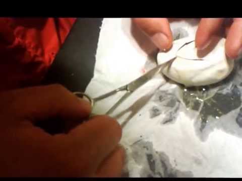 Ball Python Egg Cutting