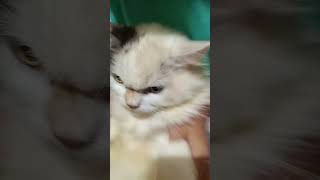 funny cats #cats #cute #pets #meow #instacat #catlover #kittensofinstagram #animaloveras