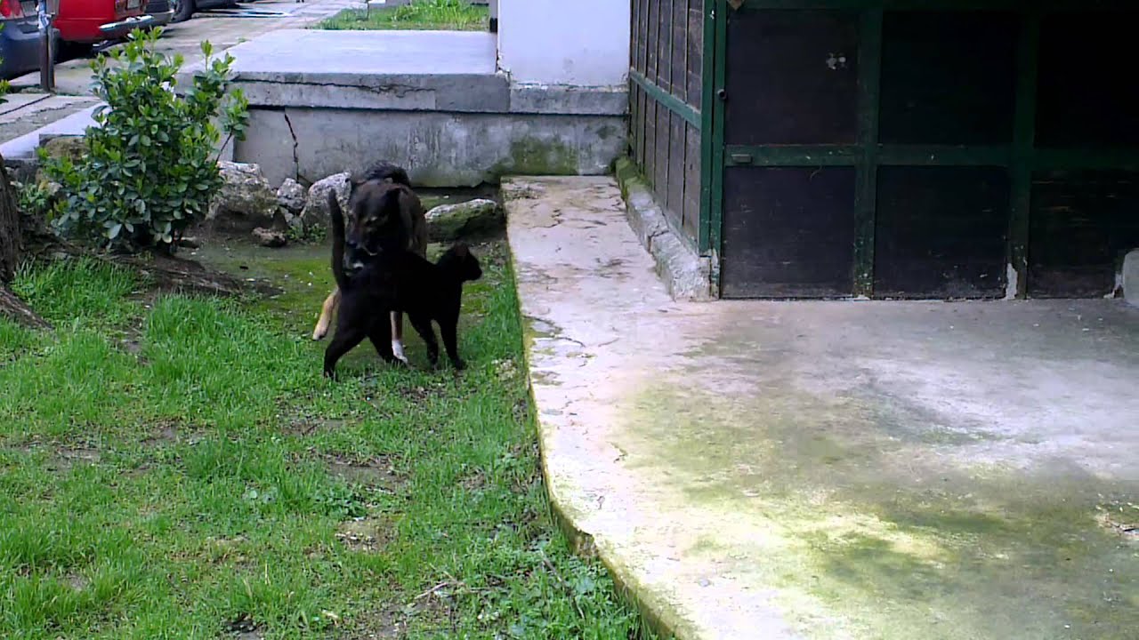 black puma dog