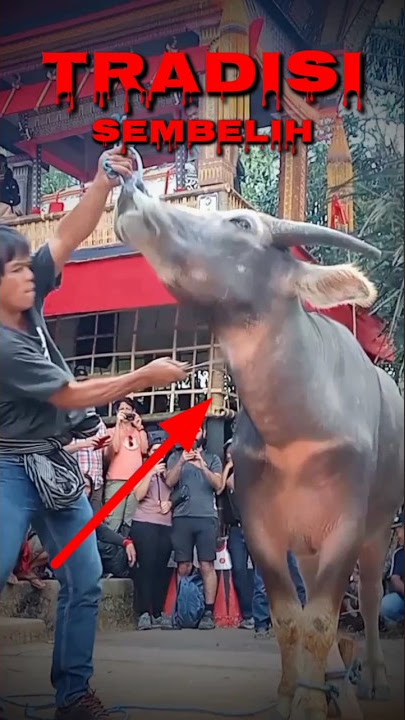 Cara menyembelih hewan kurban (kerbau) orang Toraja #sembelihkerbau #tradisikutoraja #budayatoraja
