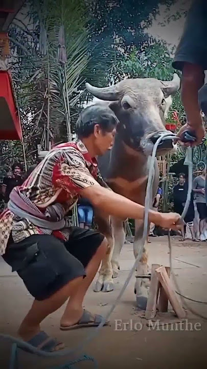Cara menyembelih hewan kurban (kerbau) orang Toraja #sembelihkerbau #tradisikutoraja #budayatoraja