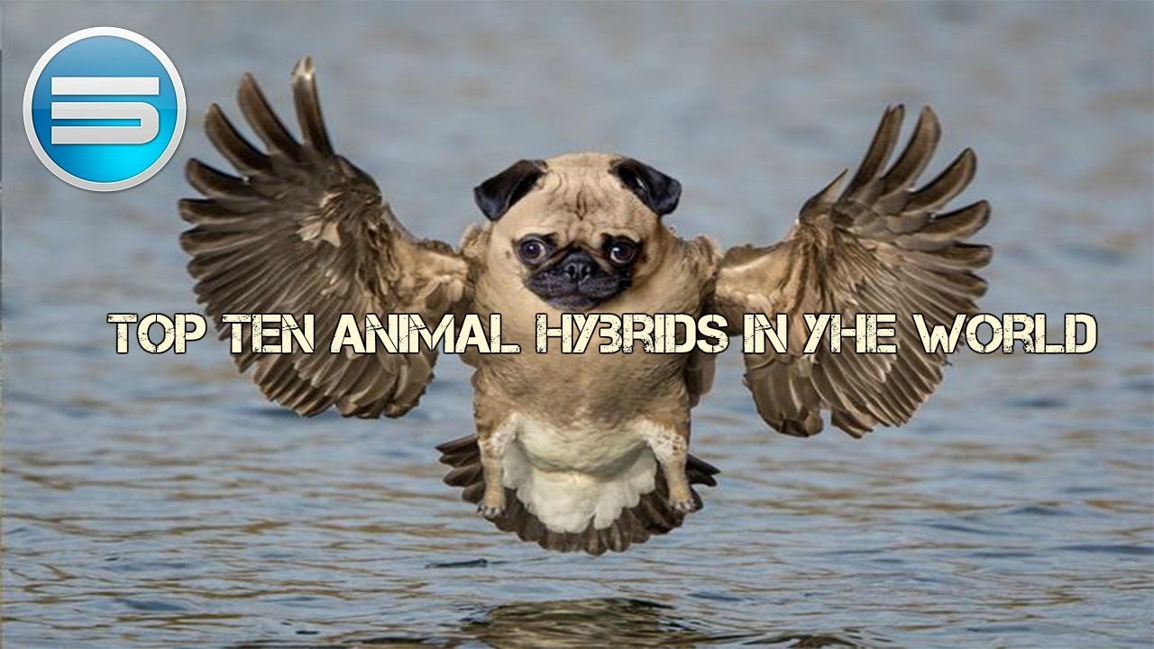 Top 10 Animal Hybrids in the world YouTube