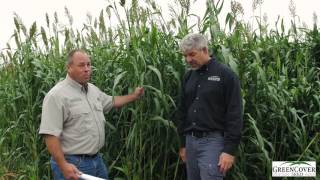 2120 Forage Cover Crop | Test Plot Summer 2016
